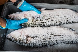 Alimenti deperibili conservazione e trasporto