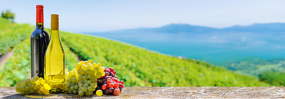 Vini italiani pregiati: rossi, bianchi e i più costosi per regione