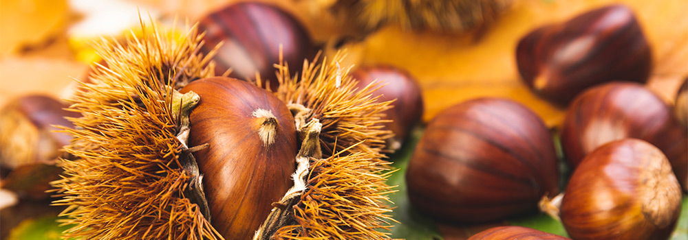 Castagne e marroni: differenze, varietà e idee menù